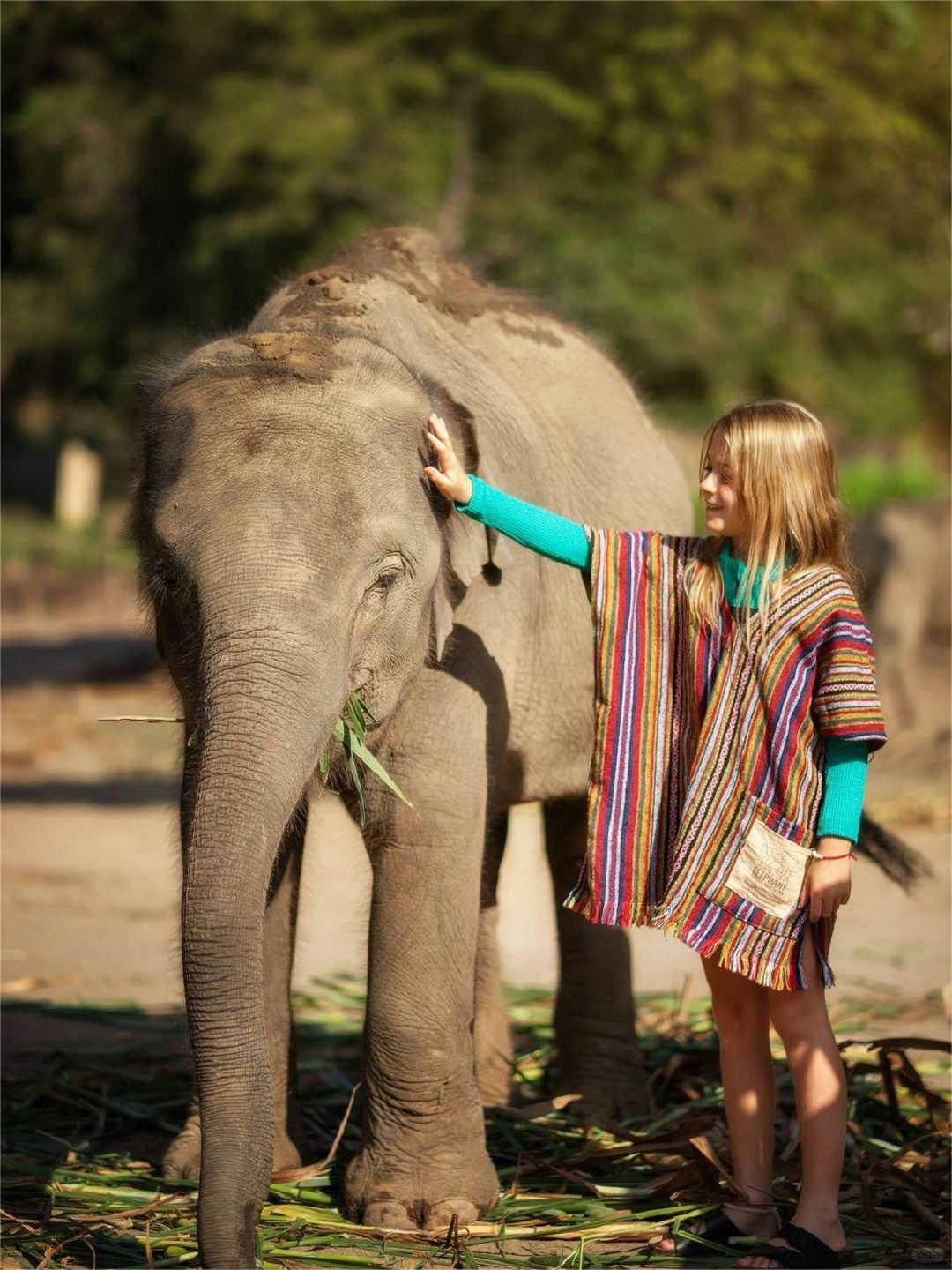 Chiang Mai-Chiang Mai Secret Elephant Camp👏, close contact with elephants, feeding and bathing