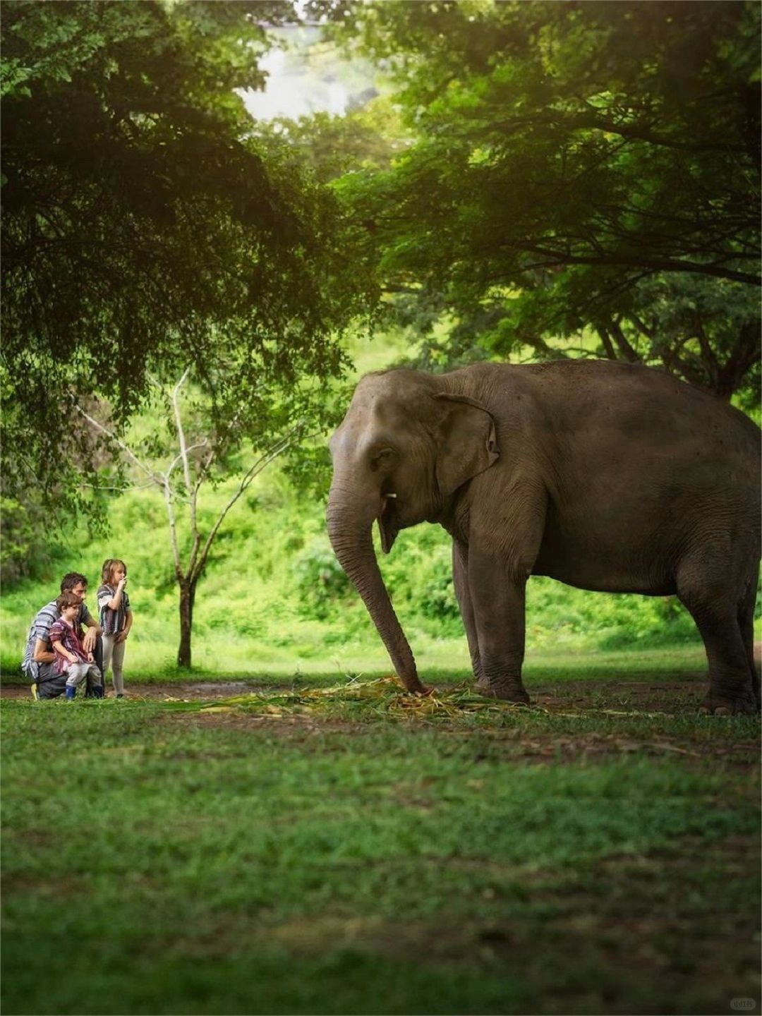 Chiang Mai-Chiang Mai Secret Elephant Camp👏, close contact with elephants, feeding and bathing