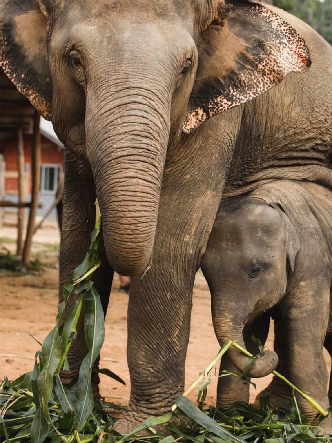 Chiang Mai-Chiang Mai Secret Elephant Camp👏, close contact with elephants, feeding and bathing