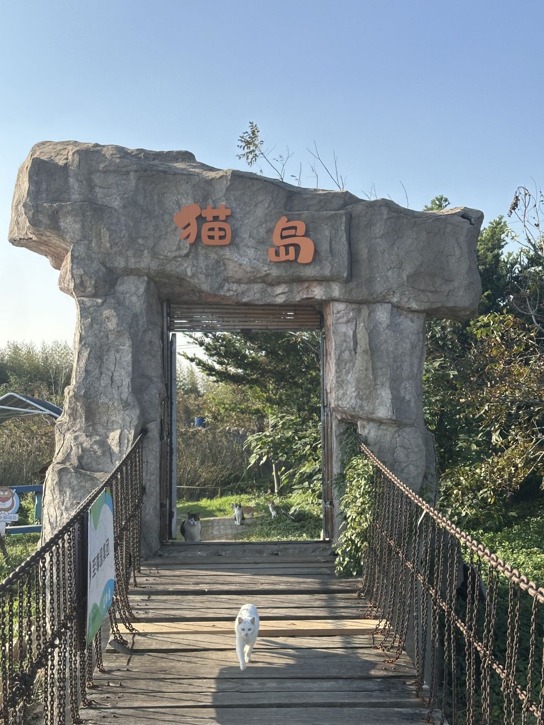 Shanghai/Hangzhou-Shanghai Cat Island, although its area is small, many stray cats can come into close contact and be fed!