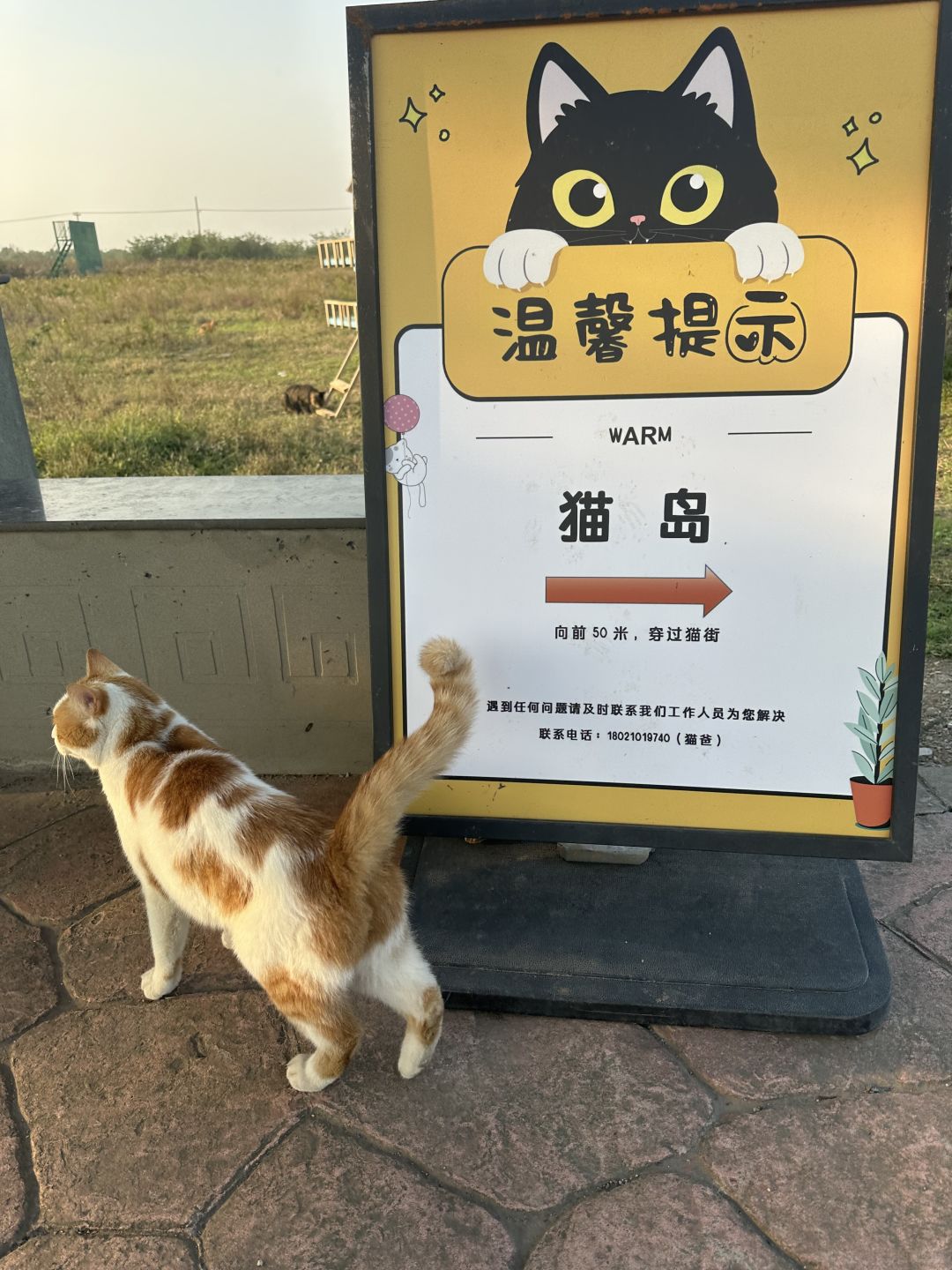 Shanghai/Hangzhou-Shanghai Cat Island, although its area is small, many stray cats can come into close contact and be fed!