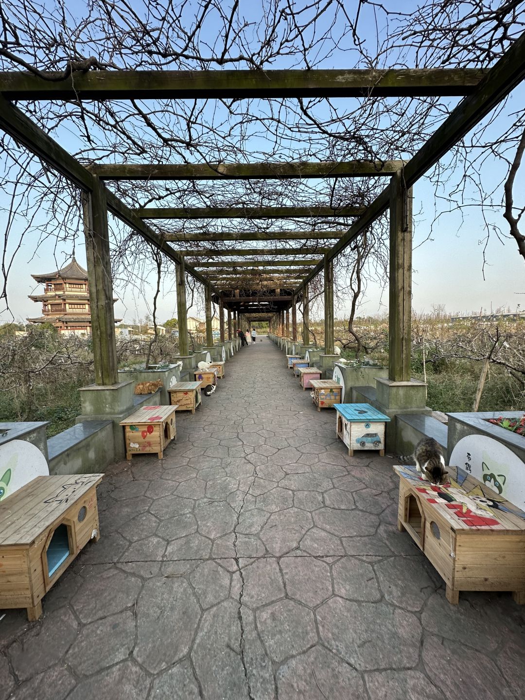 Shanghai/Hangzhou-Shanghai Cat Island, although its area is small, many stray cats can come into close contact and be fed!