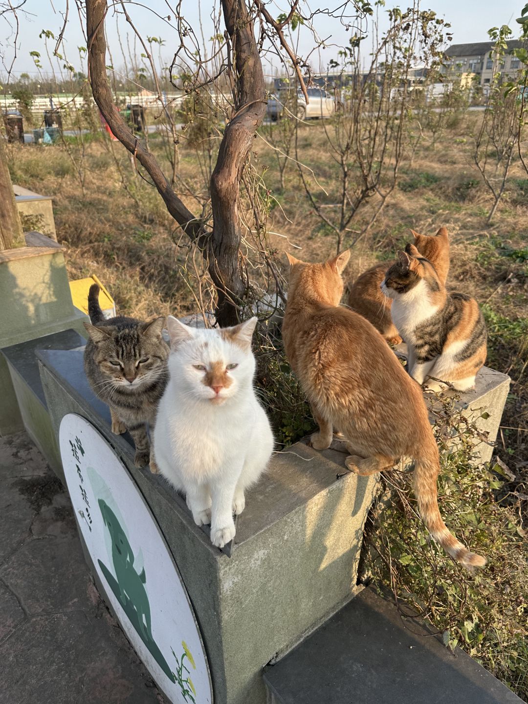 Shanghai/Hangzhou-Shanghai Cat Island, although its area is small, many stray cats can come into close contact and be fed!