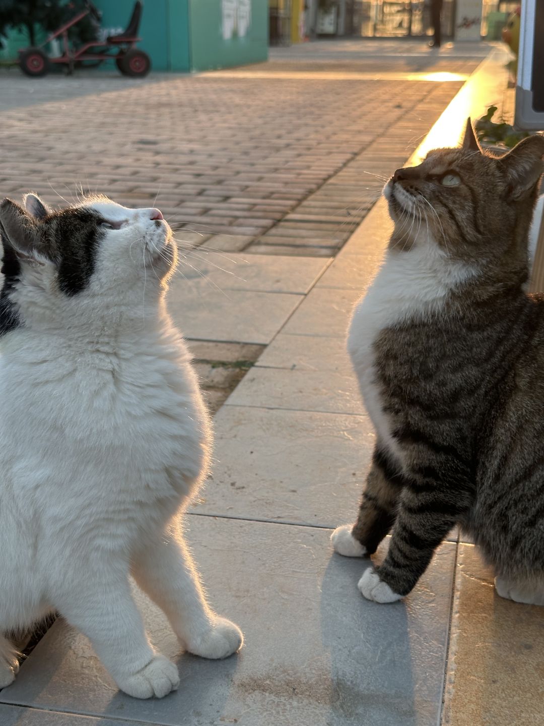 Shanghai/Hangzhou-Shanghai Cat Island, although its area is small, many stray cats can come into close contact and be fed!