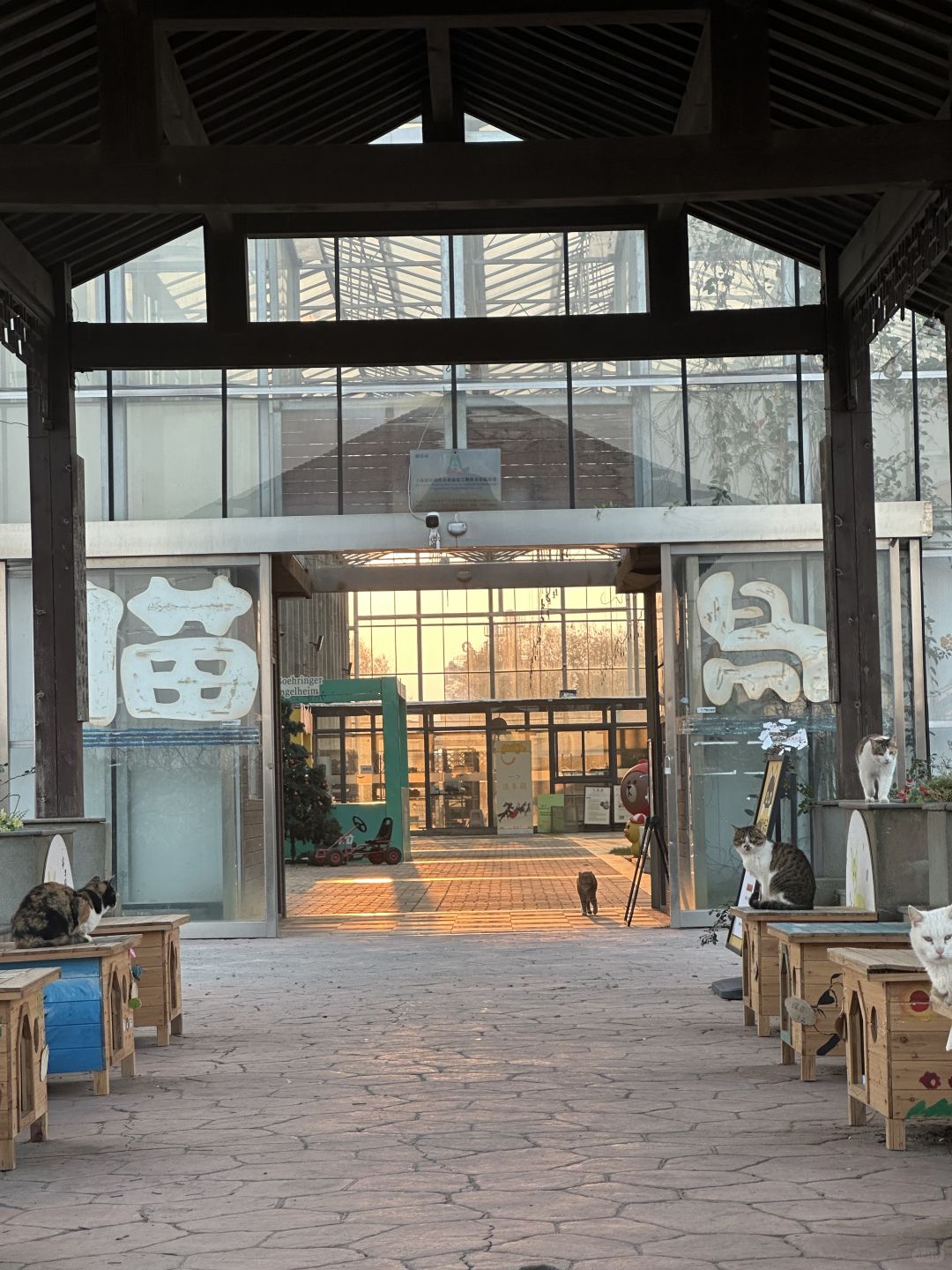 Shanghai/Hangzhou-Shanghai Cat Island, although its area is small, many stray cats can come into close contact and be fed!