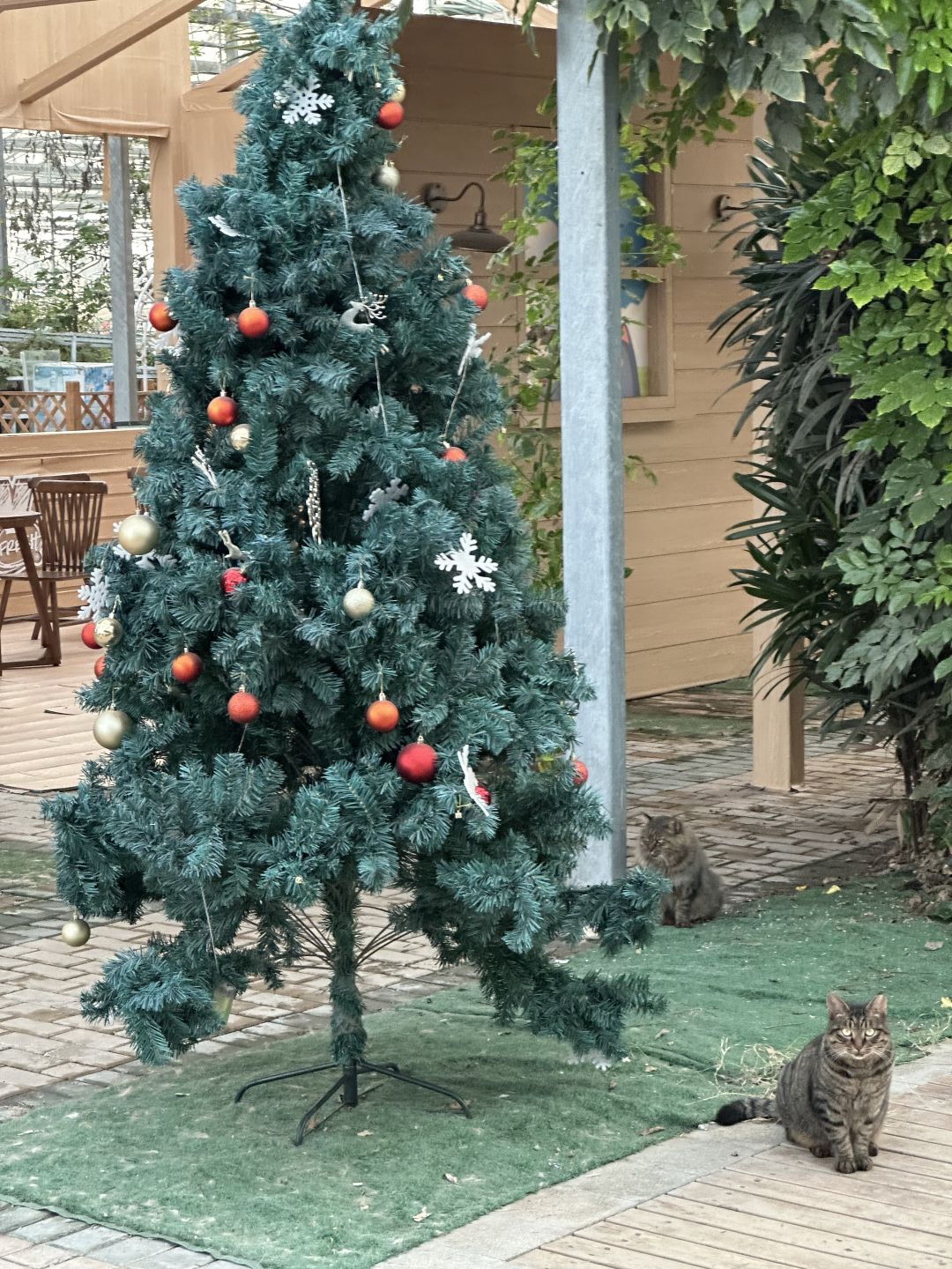 Shanghai/Hangzhou-Shanghai Cat Island, although its area is small, many stray cats can come into close contact and be fed!