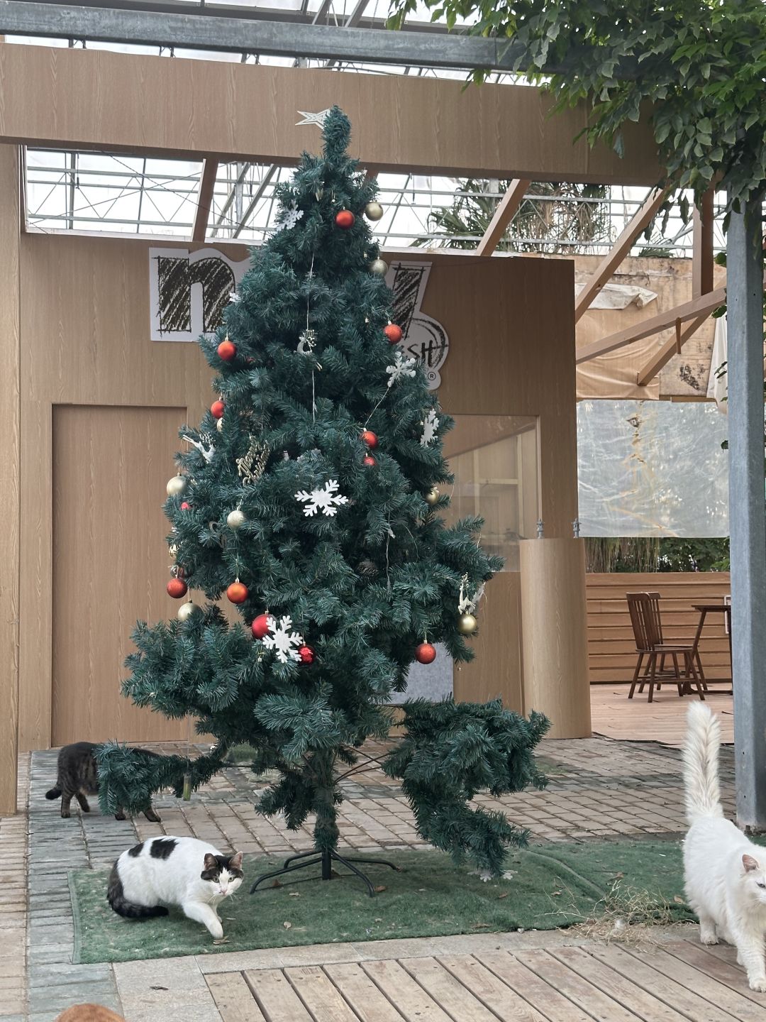 Shanghai/Hangzhou-Shanghai Cat Island, although its area is small, many stray cats can come into close contact and be fed!