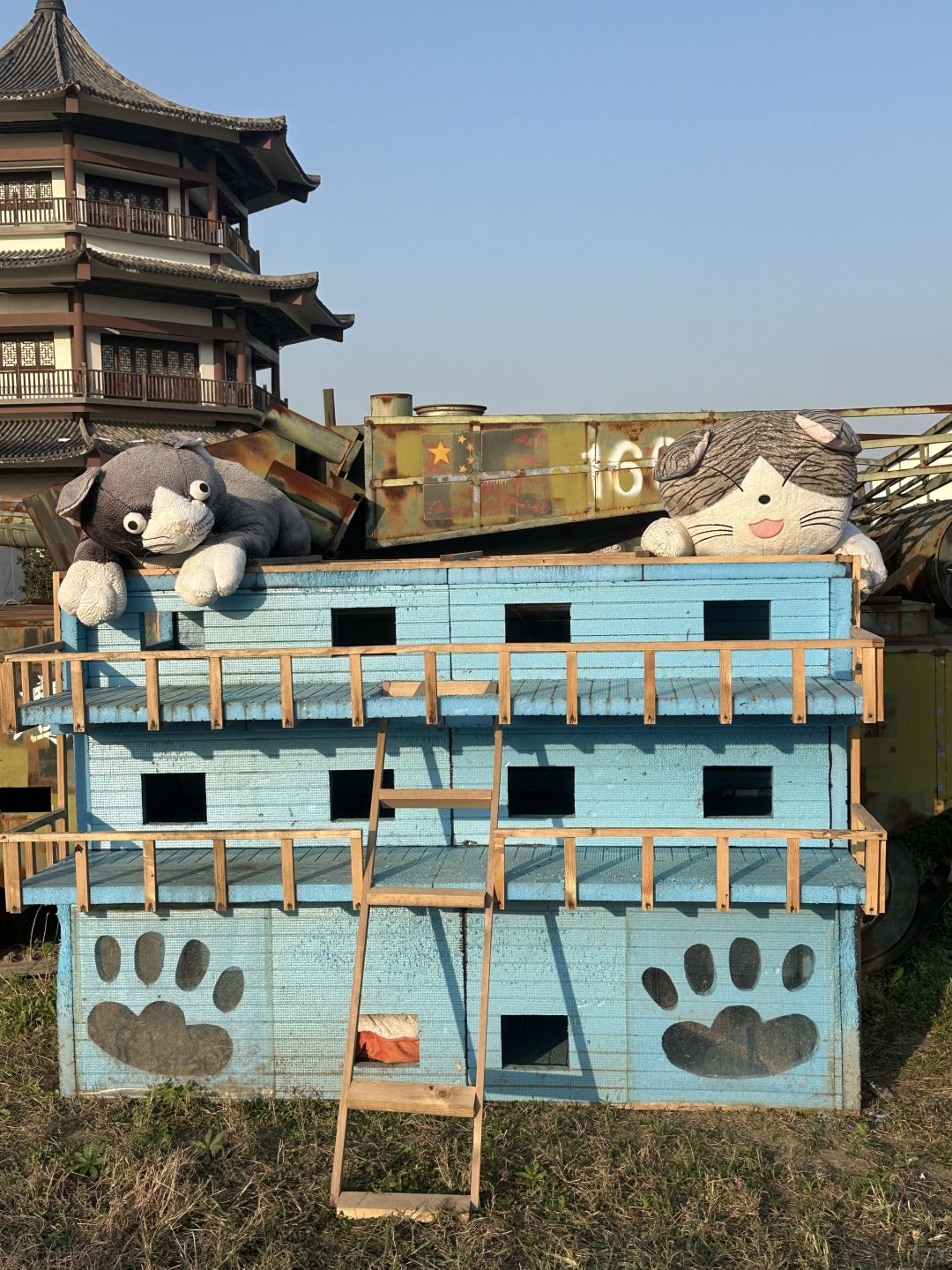 Shanghai/Hangzhou-Shanghai Cat Island, although its area is small, many stray cats can come into close contact and be fed!