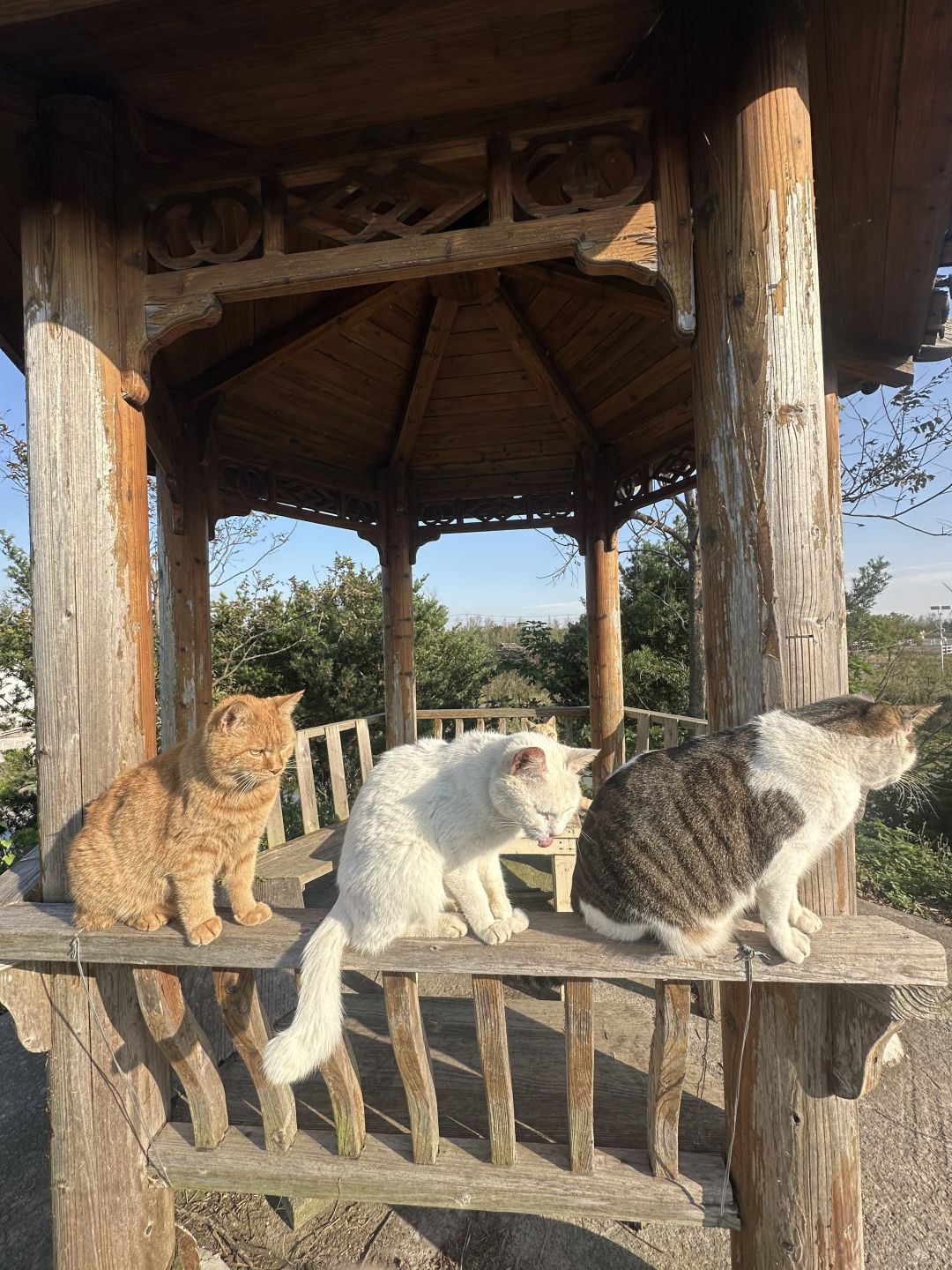 Shanghai/Hangzhou-Shanghai Cat Island, although its area is small, many stray cats can come into close contact and be fed!