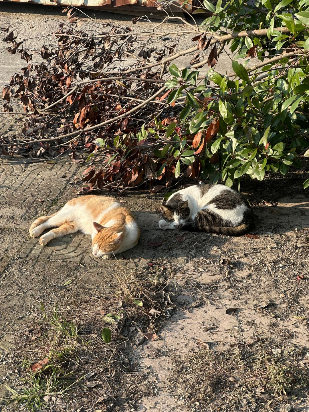 Shanghai/Hangzhou-Shanghai Cat Island, although its area is small, many stray cats can come into close contact and be fed!