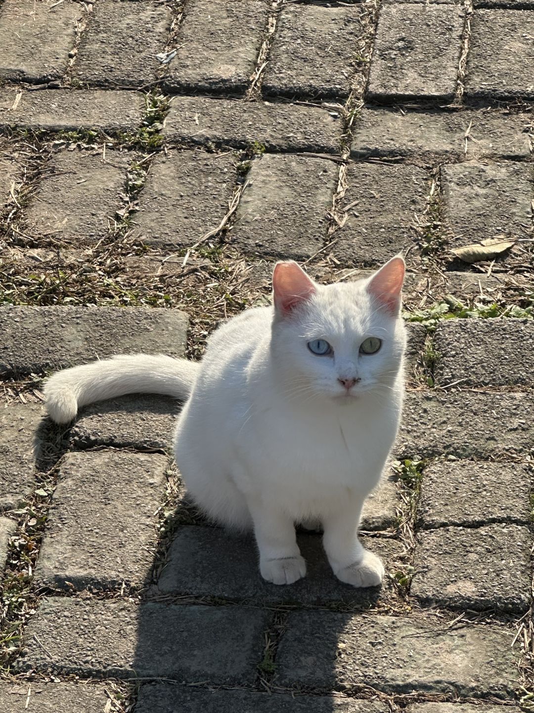 Shanghai/Hangzhou-Shanghai Cat Island, although its area is small, many stray cats can come into close contact and be fed!