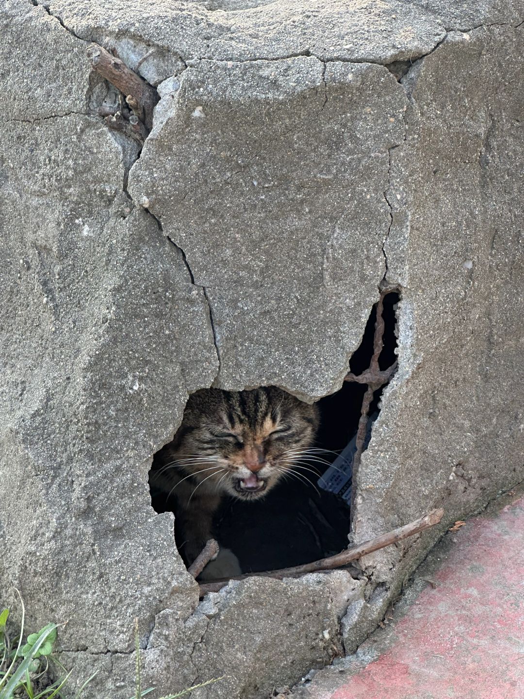 Shanghai/Hangzhou-Shanghai Cat Island, although its area is small, many stray cats can come into close contact and be fed!