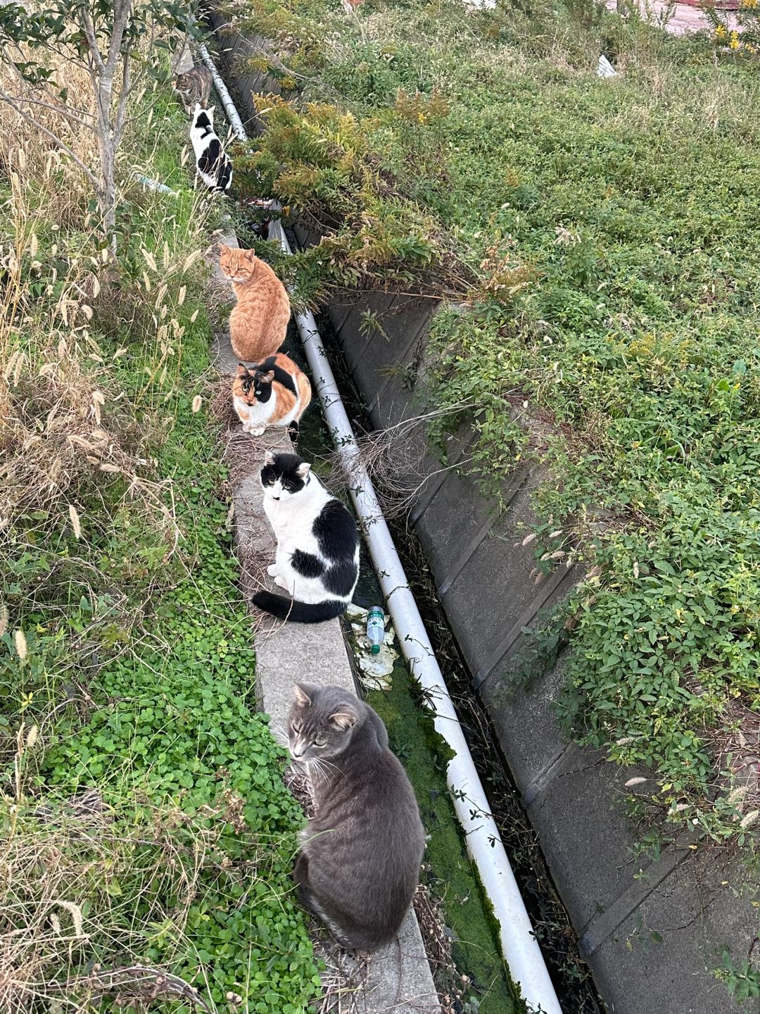 Shanghai/Hangzhou-Shanghai Cat Island, although its area is small, many stray cats can come into close contact and be fed!