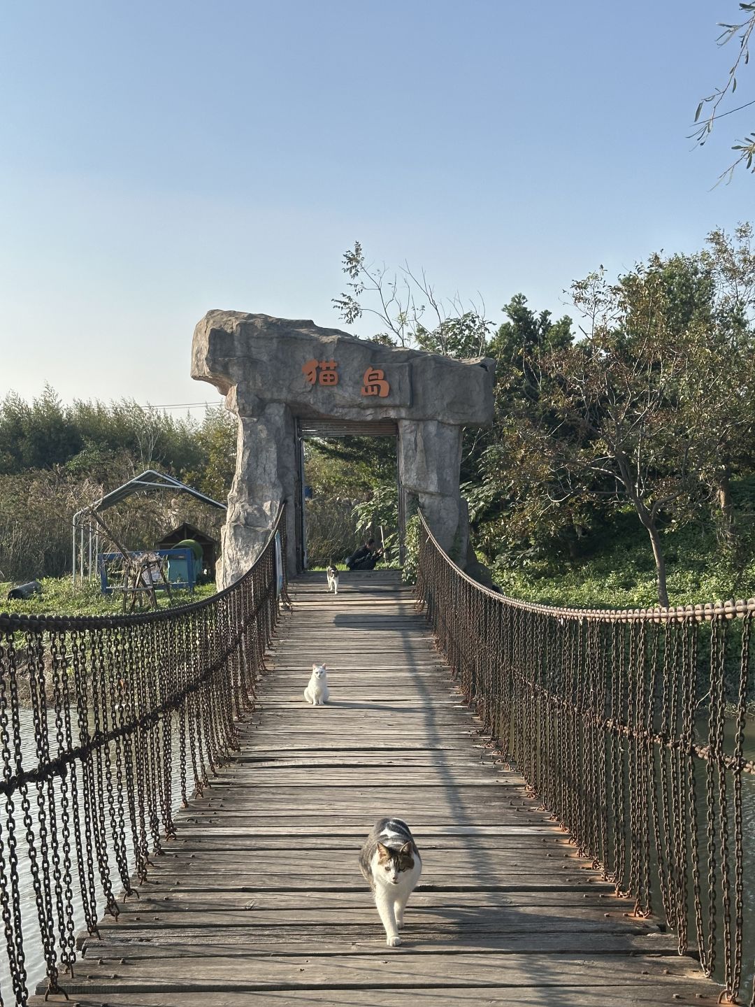 Shanghai/Hangzhou-Shanghai Cat Island, although its area is small, many stray cats can come into close contact and be fed!