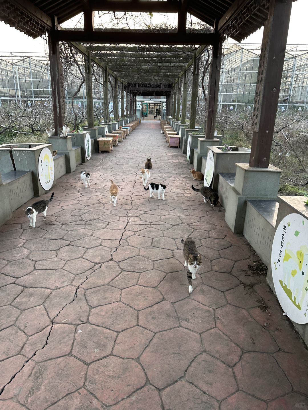 Shanghai/Hangzhou-Shanghai Cat Island, although its area is small, many stray cats can come into close contact and be fed!