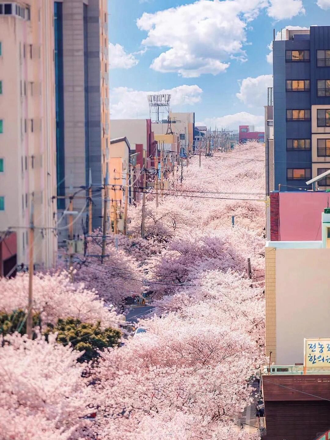 Busan/Jeju-The most beautiful cherry blossom road in Jeju Island, come and see the romantic cherry blossoms and snow next month