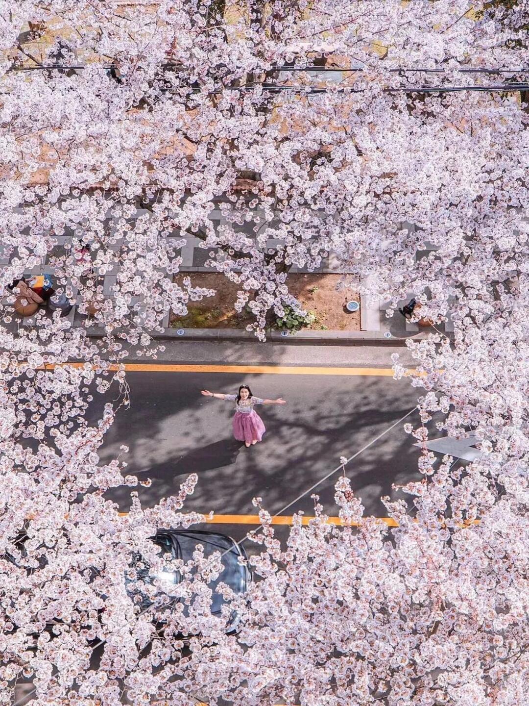 Busan/Jeju-The most beautiful cherry blossom road in Jeju Island, come and see the romantic cherry blossoms and snow next month