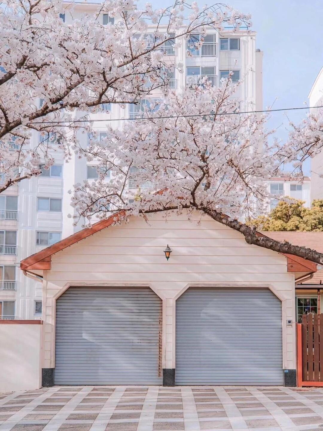 Busan/Jeju-The most beautiful cherry blossom road in Jeju Island, come and see the romantic cherry blossoms and snow next month