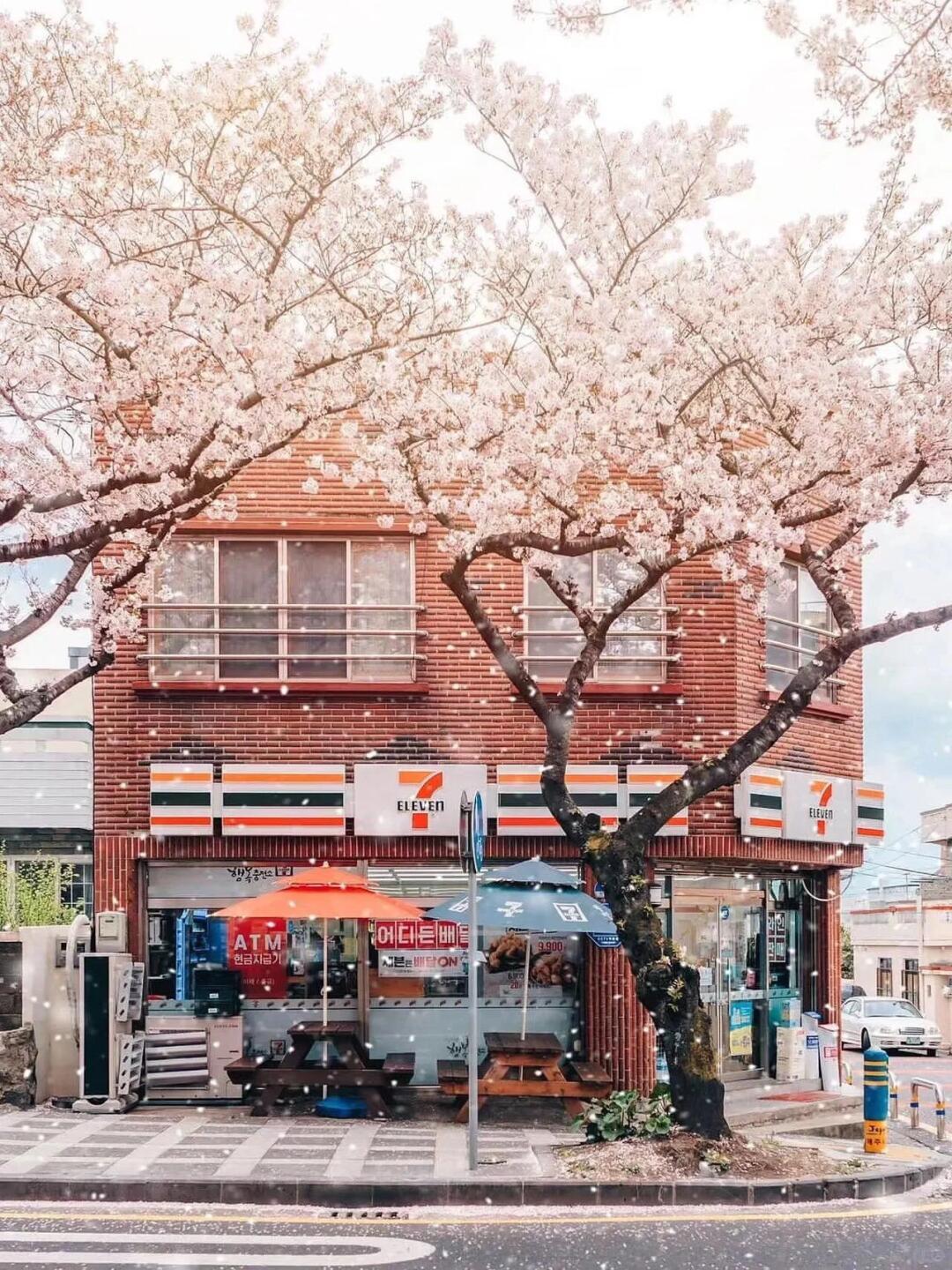 Busan/Jeju-The most beautiful cherry blossom road in Jeju Island, come and see the romantic cherry blossoms and snow next month