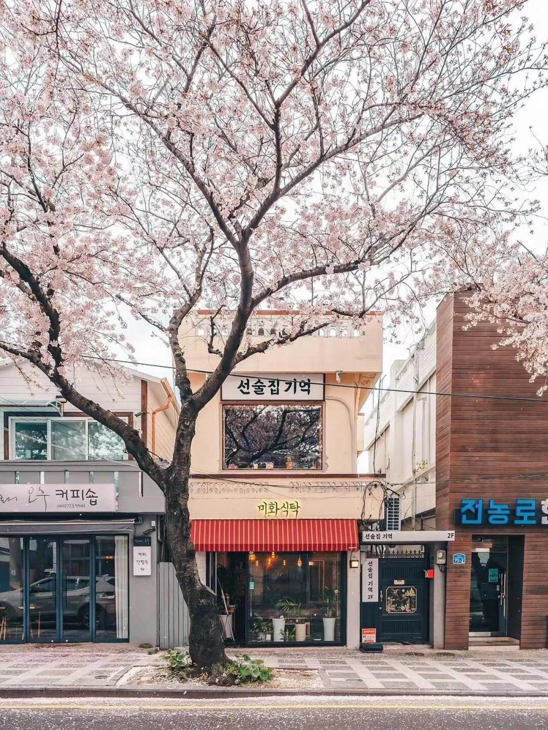 Busan/Jeju-The most beautiful cherry blossom road in Jeju Island, come and see the romantic cherry blossoms and snow next month