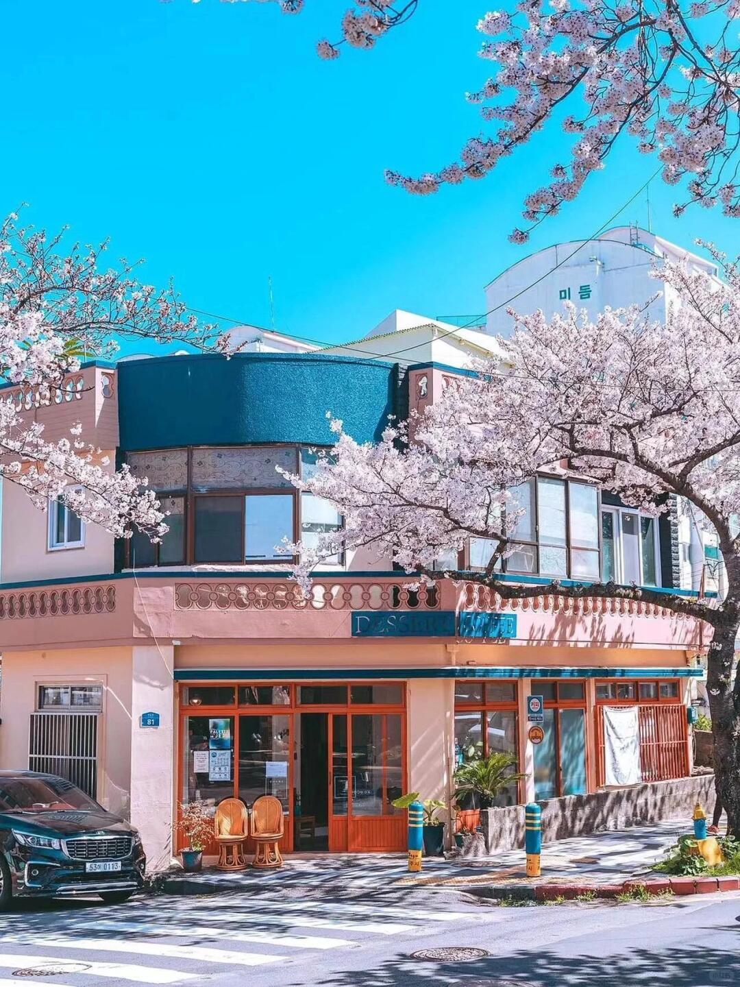 Busan/Jeju-The most beautiful cherry blossom road in Jeju Island, come and see the romantic cherry blossoms and snow next month