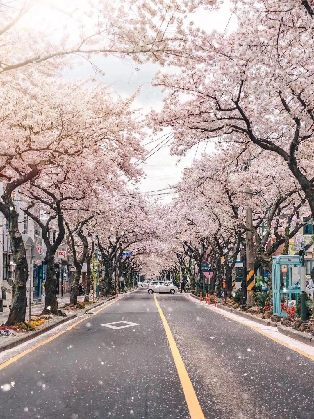 Busan/Jeju-The most beautiful cherry blossom road in Jeju Island, come and see the romantic cherry blossoms and snow next month