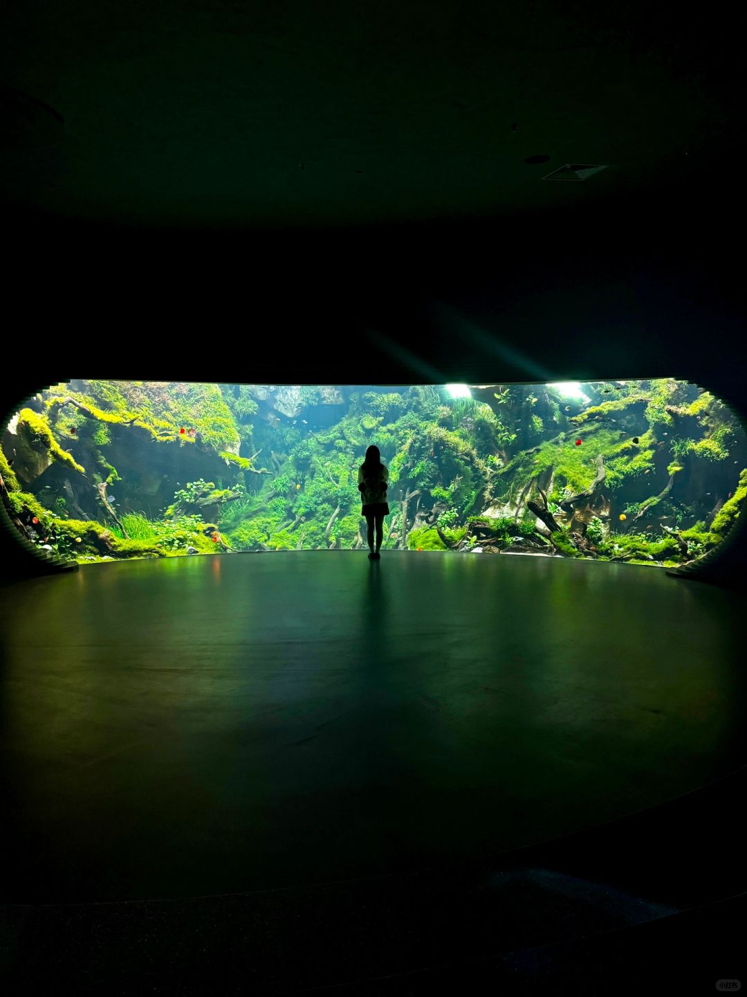 Shanghai/Hangzhou-At the Greenhouse Garden Exhibition Hall of Shanghai World Expo Park, the large underwater fish tank is very beautiful!