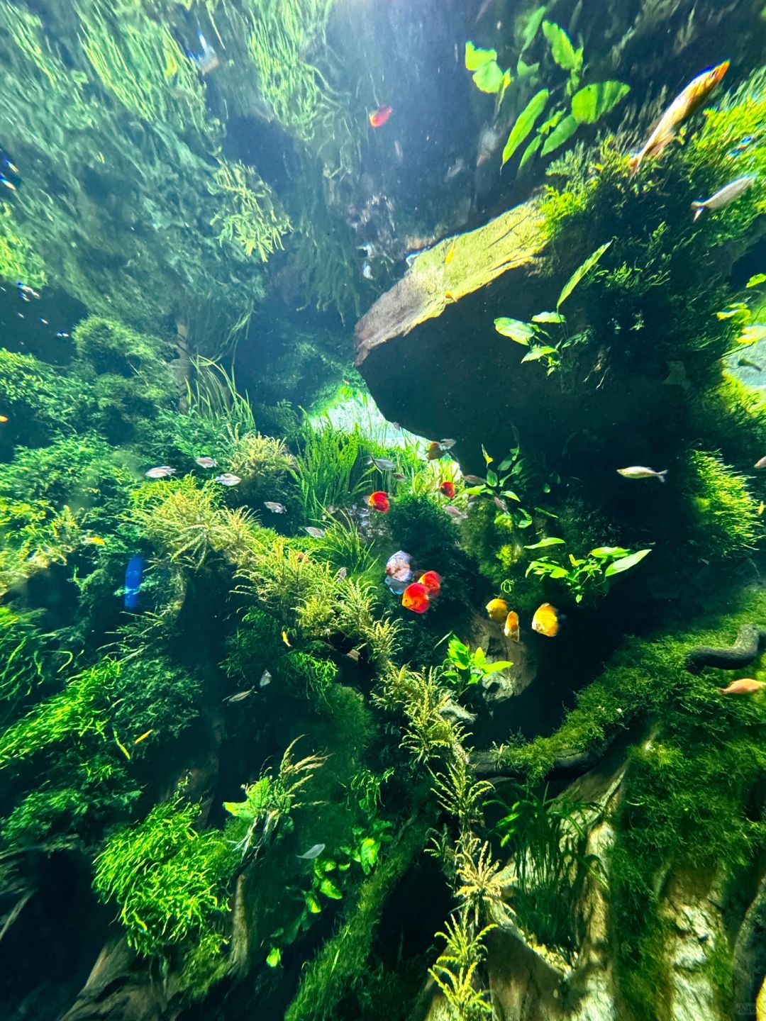 Shanghai/Hangzhou-At the Greenhouse Garden Exhibition Hall of Shanghai World Expo Park, the large underwater fish tank is very beautiful!