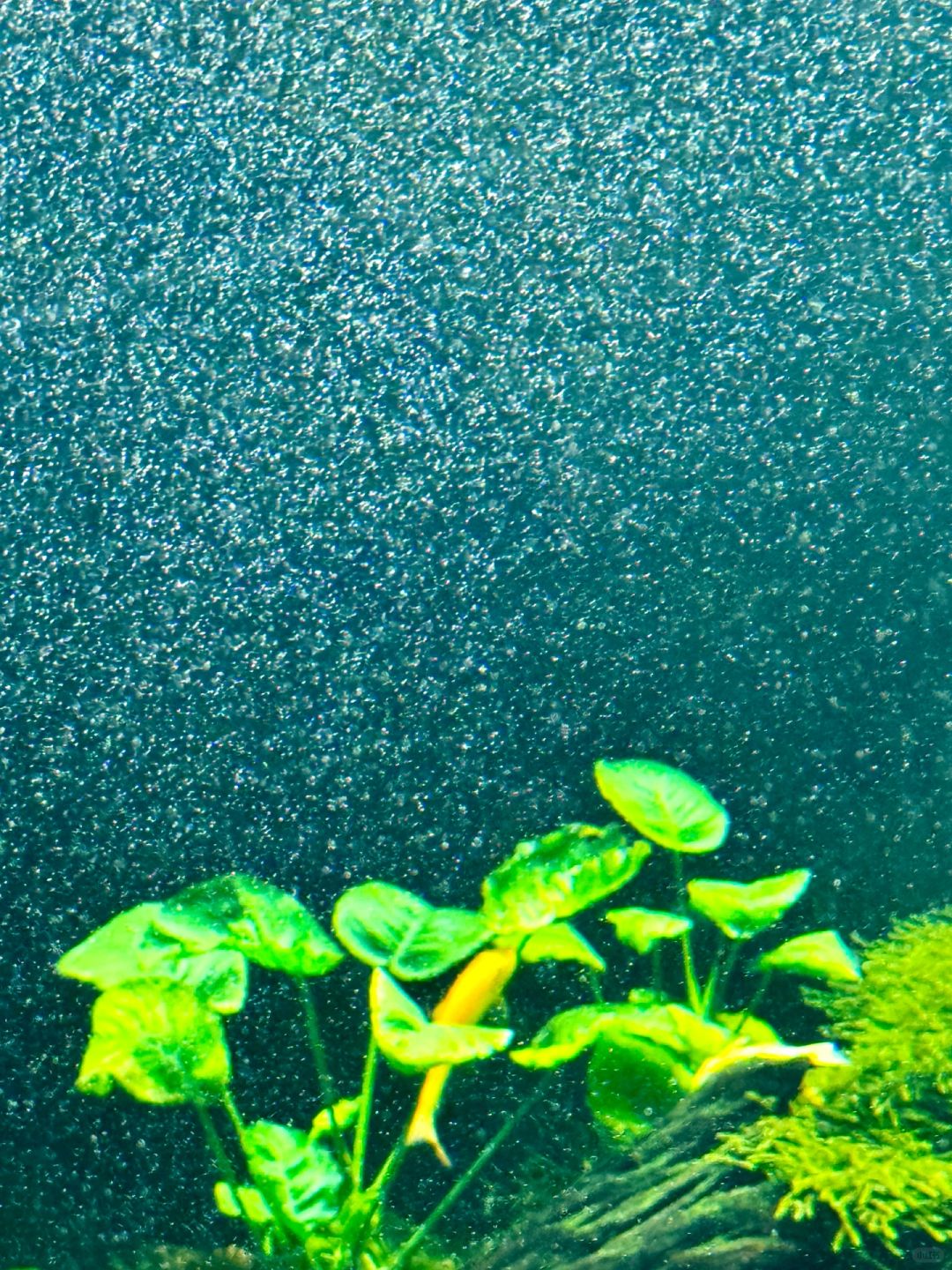 Shanghai/Hangzhou-At the Greenhouse Garden Exhibition Hall of Shanghai World Expo Park, the large underwater fish tank is very beautiful!