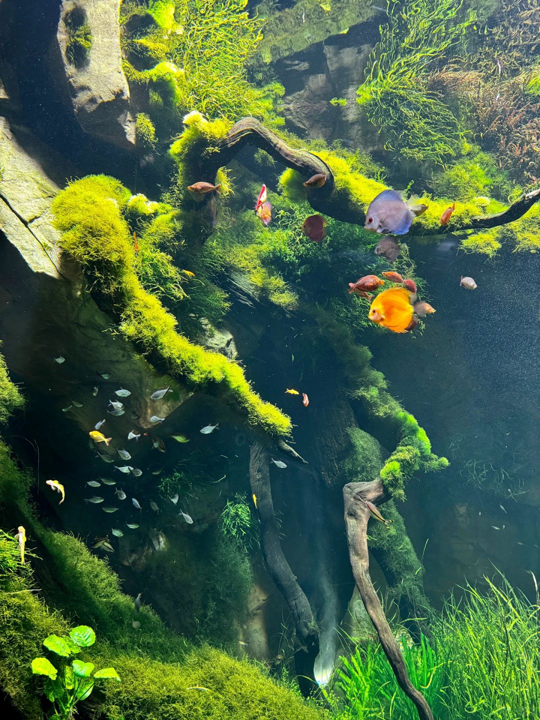 Shanghai/Hangzhou-At the Greenhouse Garden Exhibition Hall of Shanghai World Expo Park, the large underwater fish tank is very beautiful!