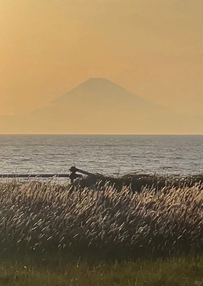 Tokyo-Travel guide to Tateyama in Chiba, Japan, with endless coconut trees and coastline