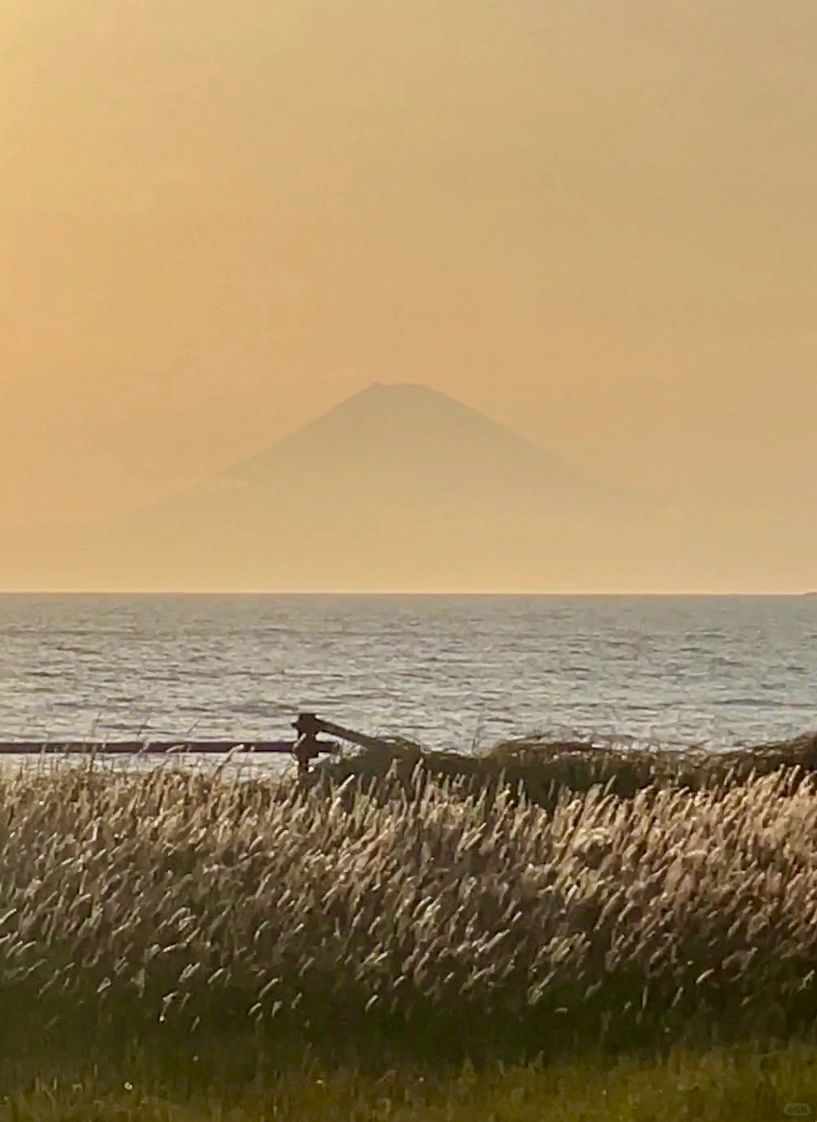 Tokyo-Travel guide to Tateyama in Chiba, Japan, with endless coconut trees and coastline