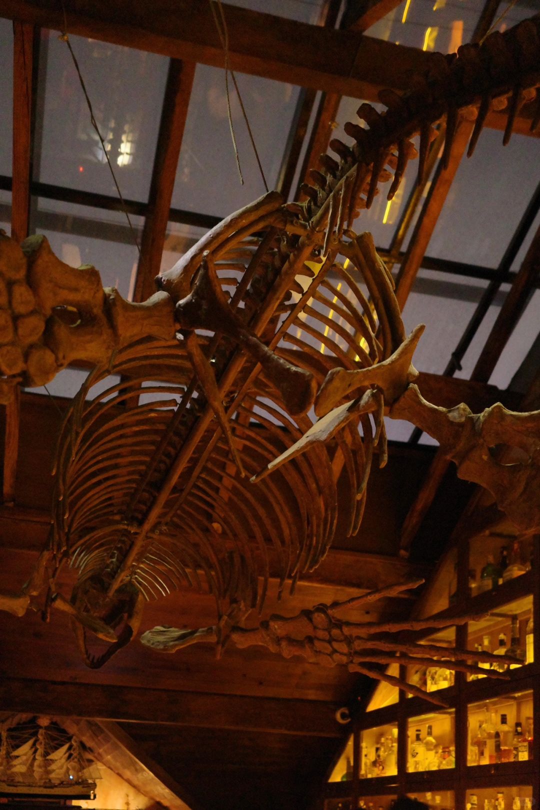 Hanoi-The Haflington Bar in Hanoi, one of the top 50 bars in Asia, is attracted by the huge dinosaur skeleton