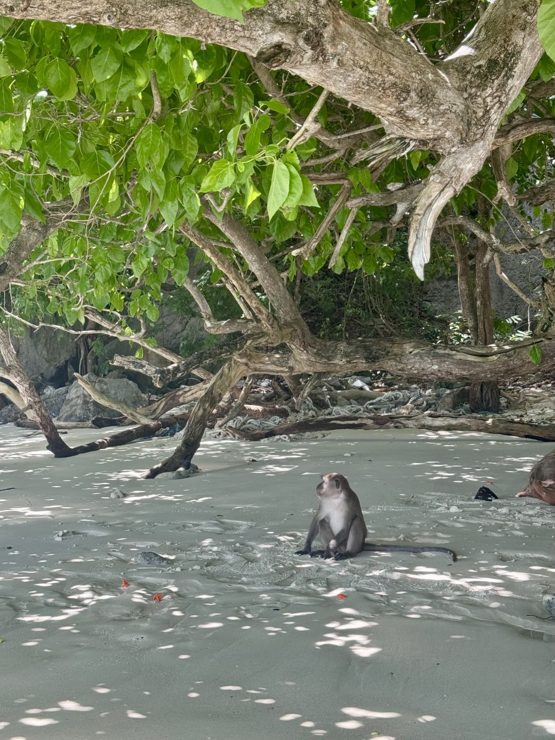 Phuket-Phuket Phi Phi Island Tour, Maya Bay is open on the first day, saw sharks and beautiful scenery