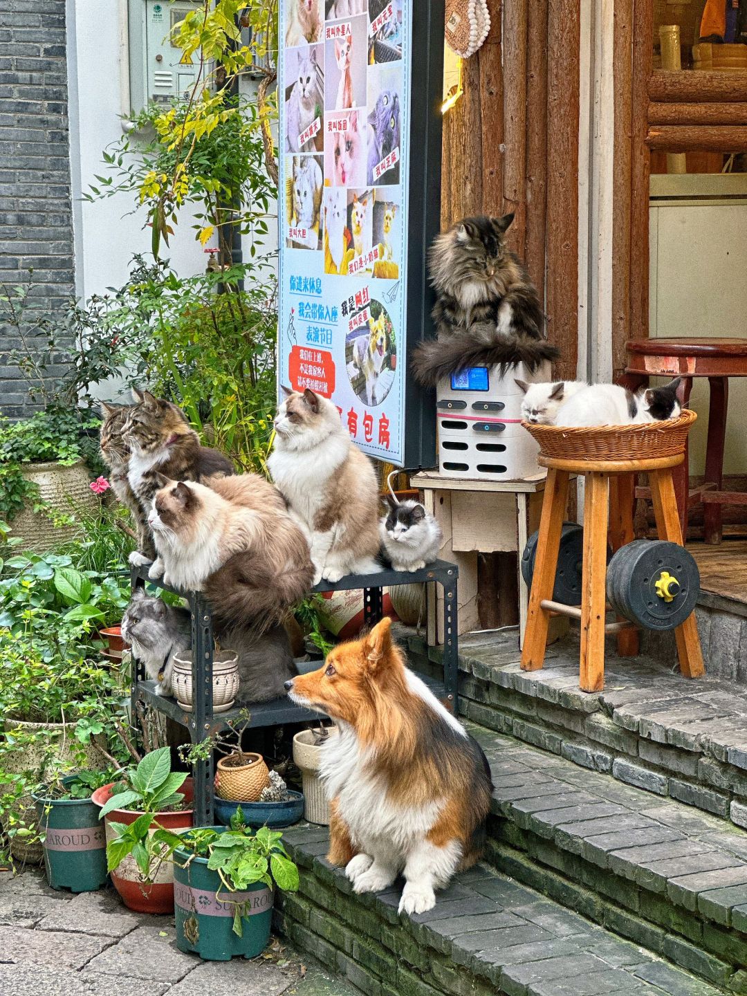 Shanghai/Hangzhou-Shanghai Zhujiajiao Ancient Town, which is the most favorite southern town of foreigners, full of Shanghai atmosphere!