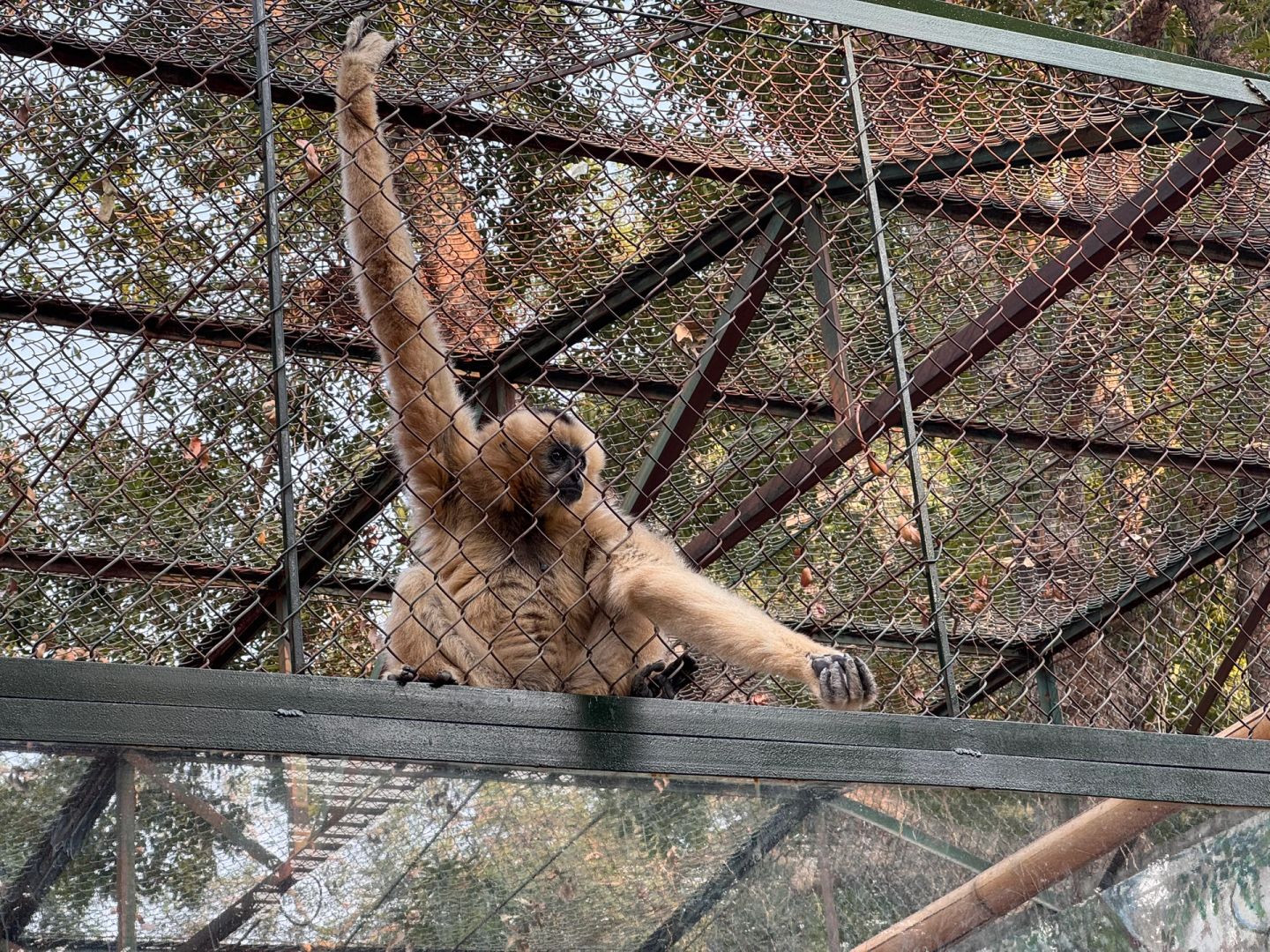 Hanoi-The monkeys at the Hanoi Zoo in Vietnam have developed a set of skills to please tourists