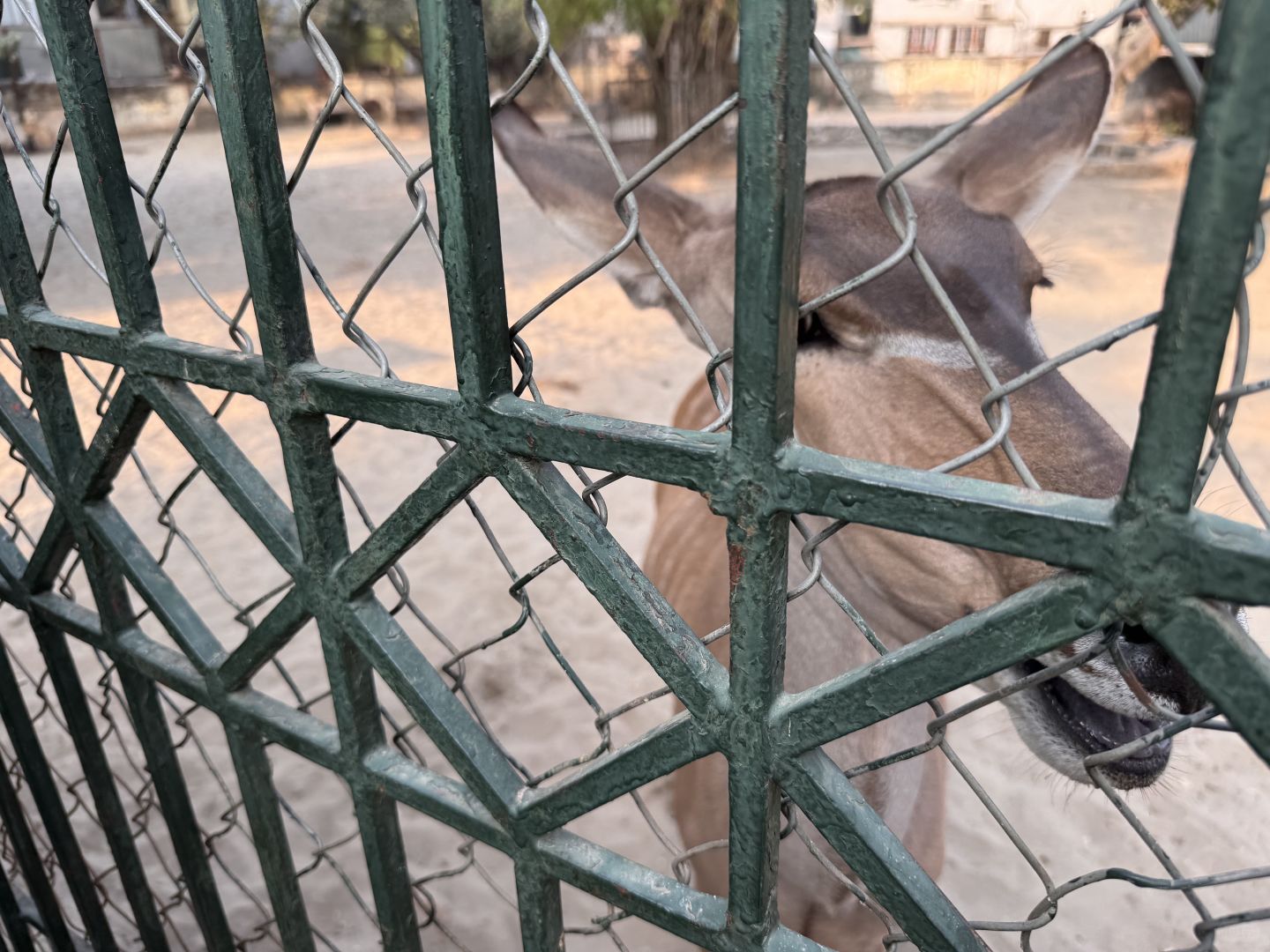 Hanoi-The monkeys at the Hanoi Zoo in Vietnam have developed a set of skills to please tourists