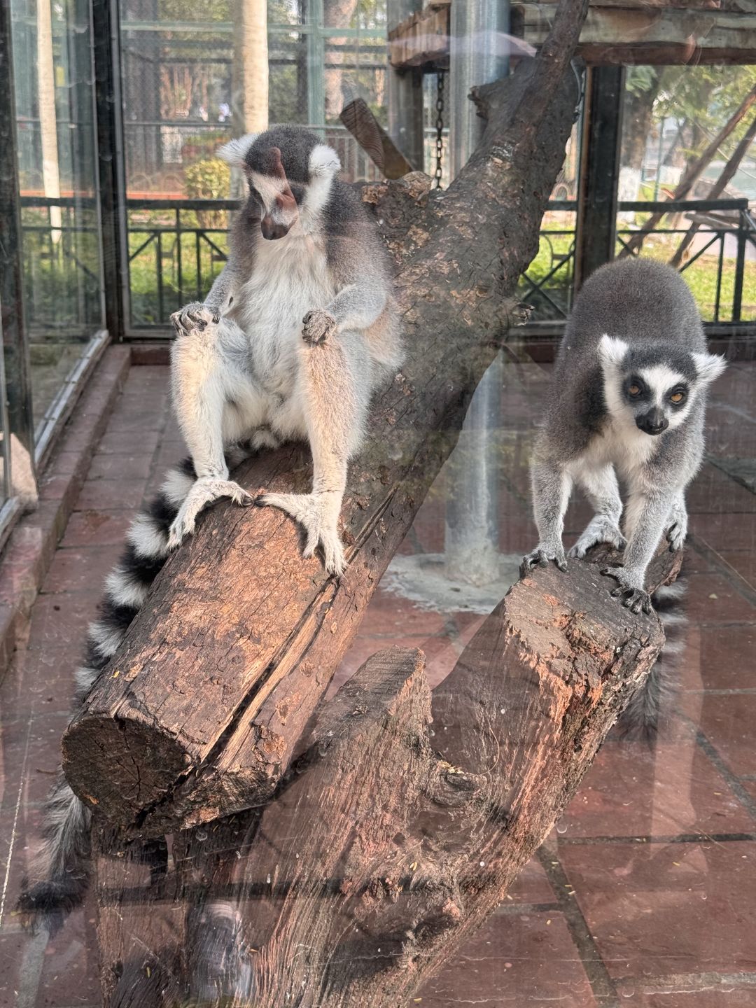 Hanoi-The monkeys at the Hanoi Zoo in Vietnam have developed a set of skills to please tourists