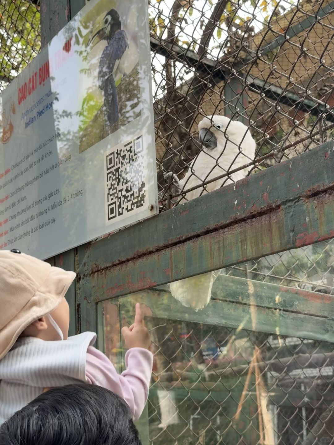 Hanoi-The monkeys at the Hanoi Zoo in Vietnam have developed a set of skills to please tourists