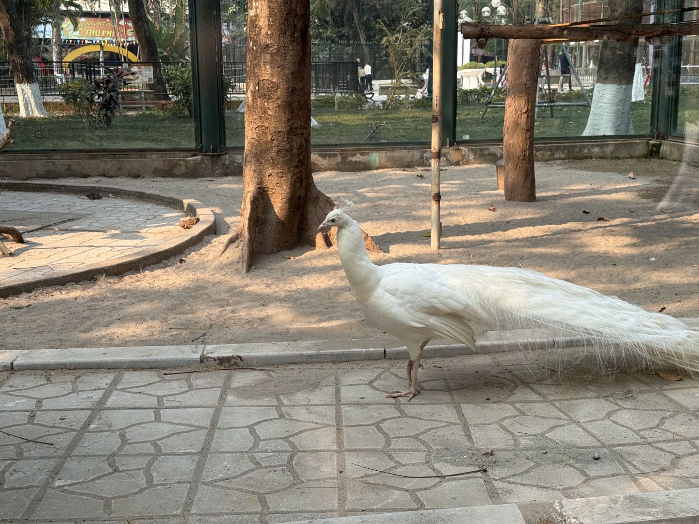 Hanoi-The monkeys at the Hanoi Zoo in Vietnam have developed a set of skills to please tourists