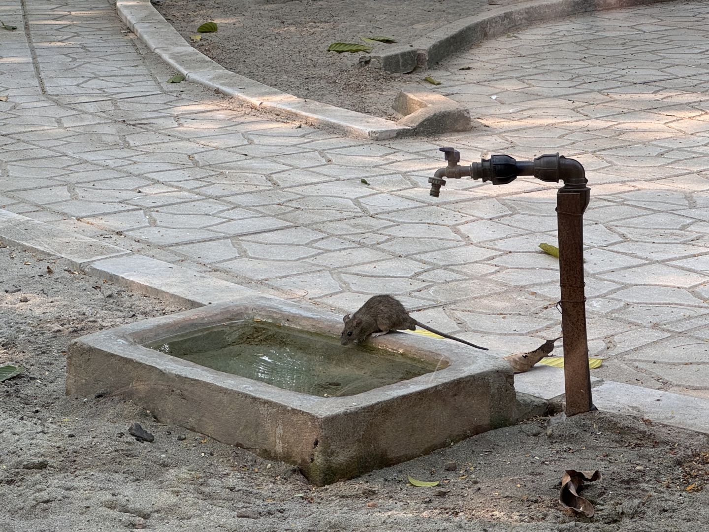 Hanoi-The monkeys at the Hanoi Zoo in Vietnam have developed a set of skills to please tourists