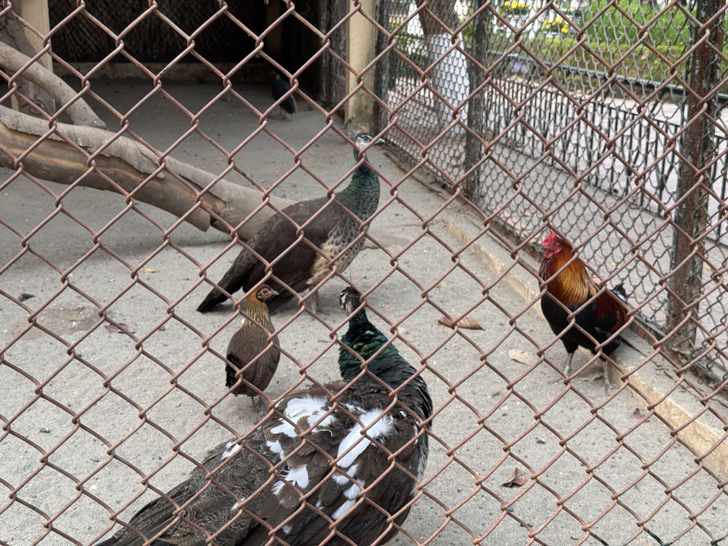 Hanoi-The monkeys at the Hanoi Zoo in Vietnam have developed a set of skills to please tourists