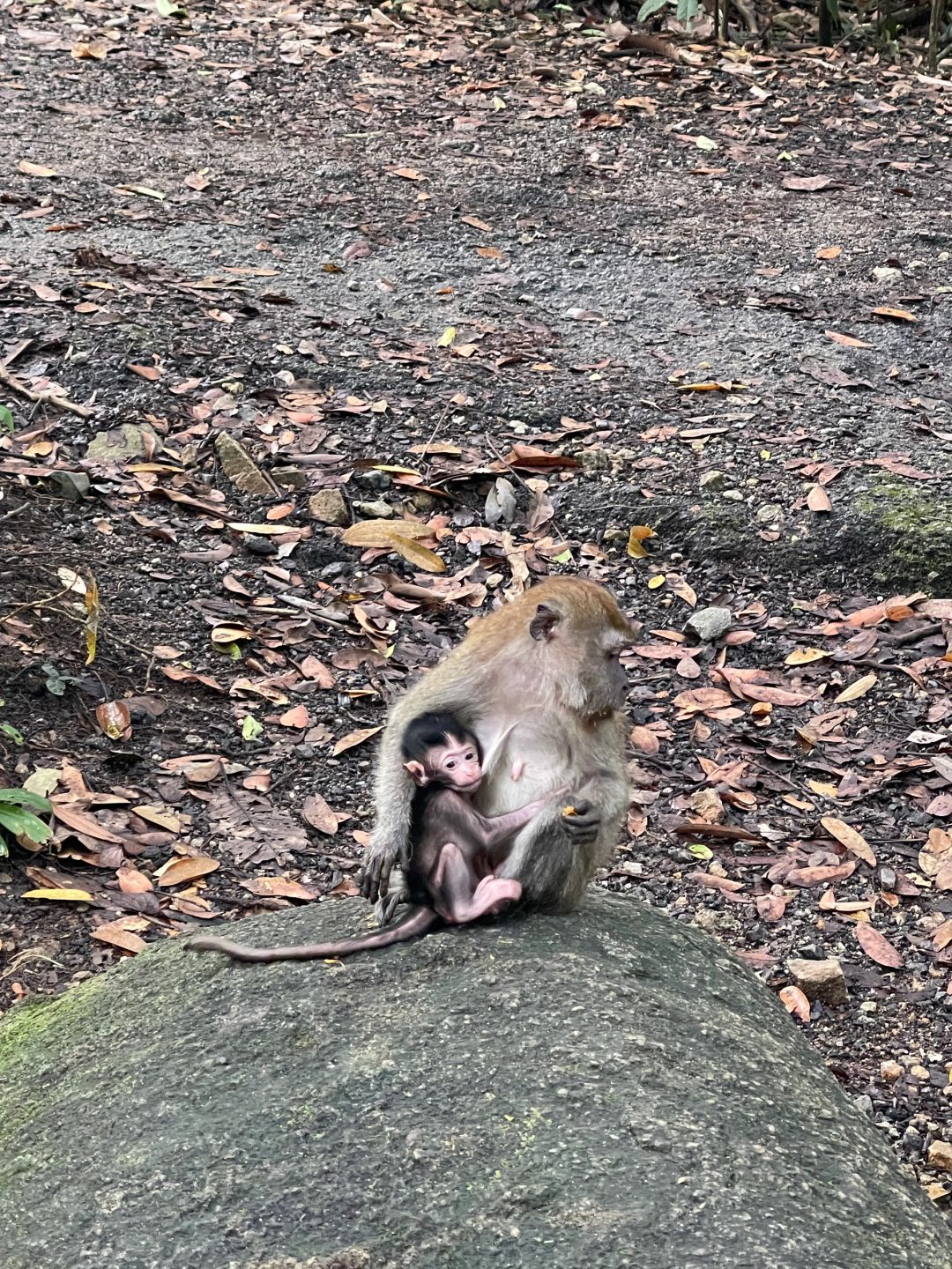 Singapore-Travel guide to MacRitchie Reservoir Park in Singapore, where there are many wild animals