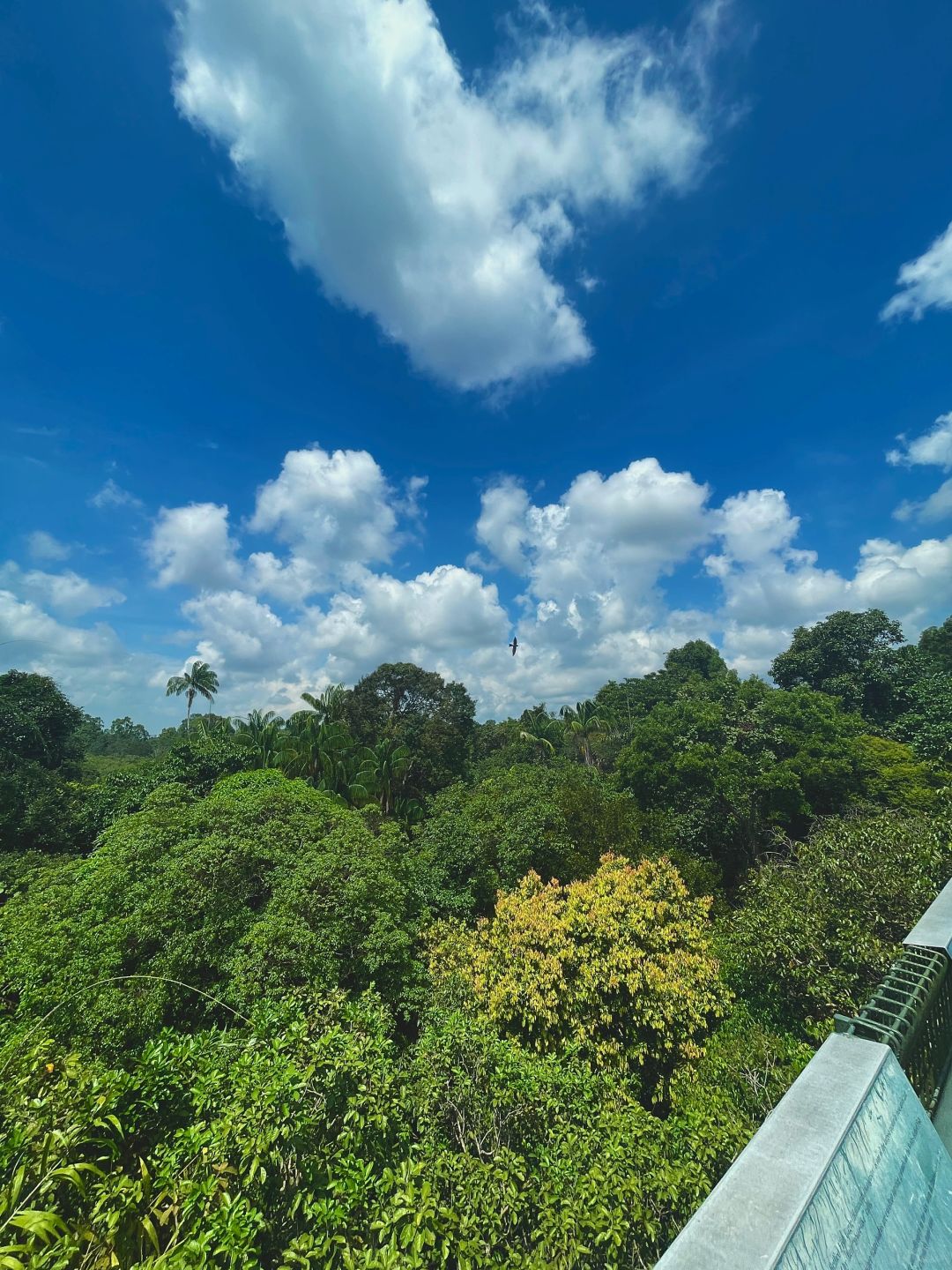 Singapore-Travel guide to MacRitchie Reservoir Park in Singapore, where there are many wild animals