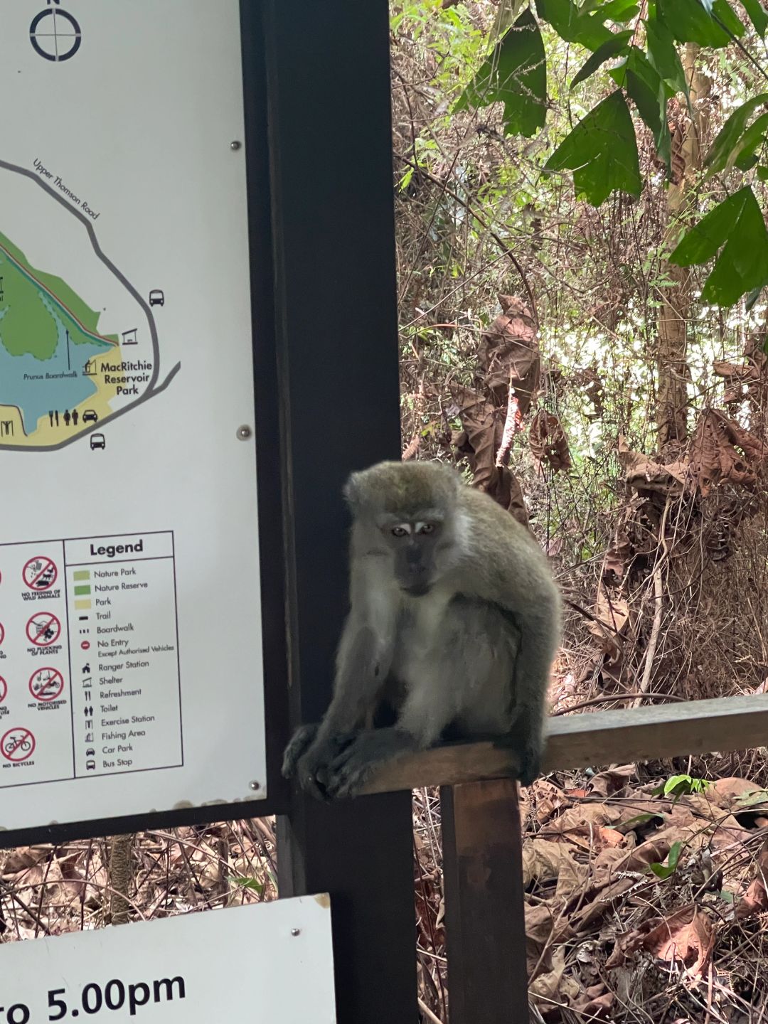 Singapore-Travel guide to MacRitchie Reservoir Park in Singapore, where there are many wild animals