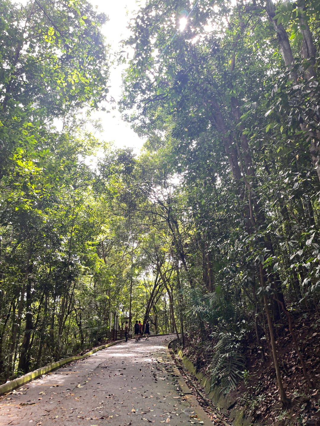 Singapore-Travel guide to MacRitchie Reservoir Park in Singapore, where there are many wild animals