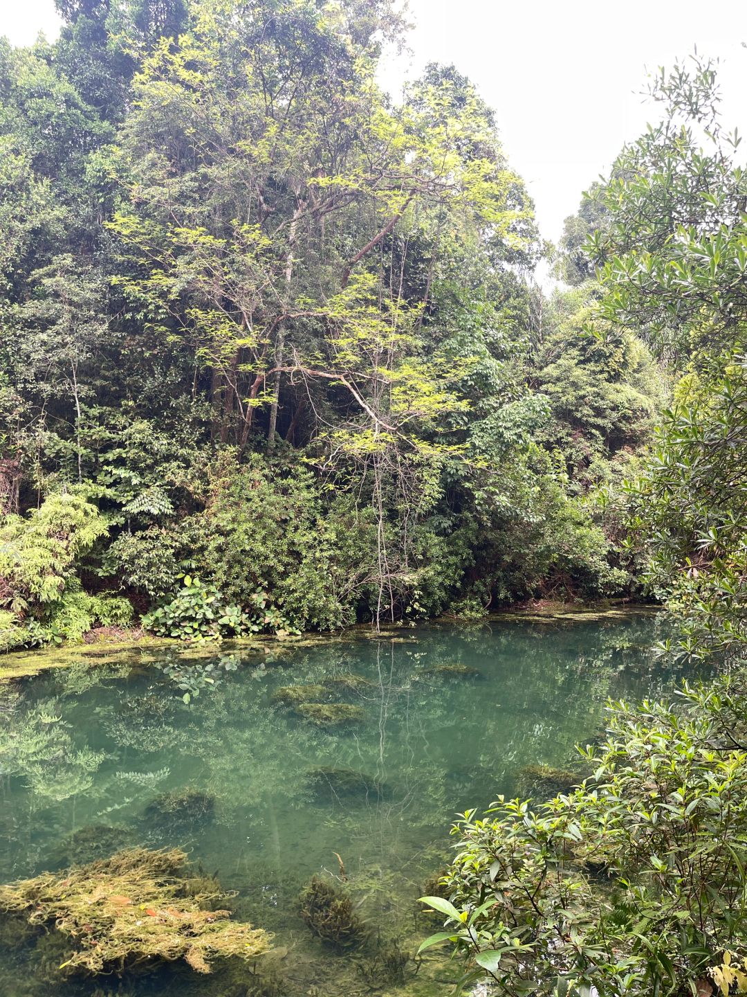 Singapore-Travel guide to MacRitchie Reservoir Park in Singapore, where there are many wild animals