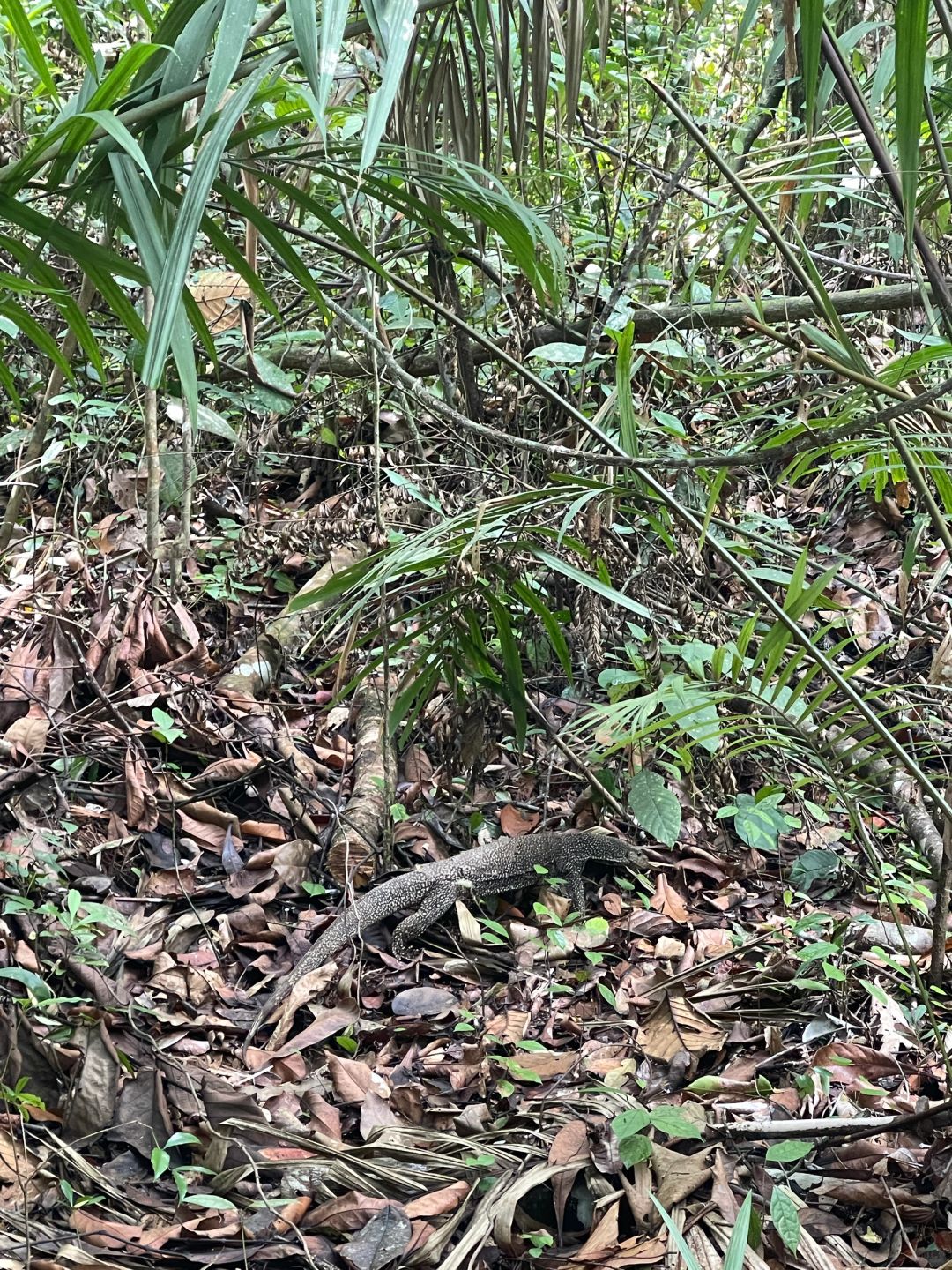 Singapore-Travel guide to MacRitchie Reservoir Park in Singapore, where there are many wild animals