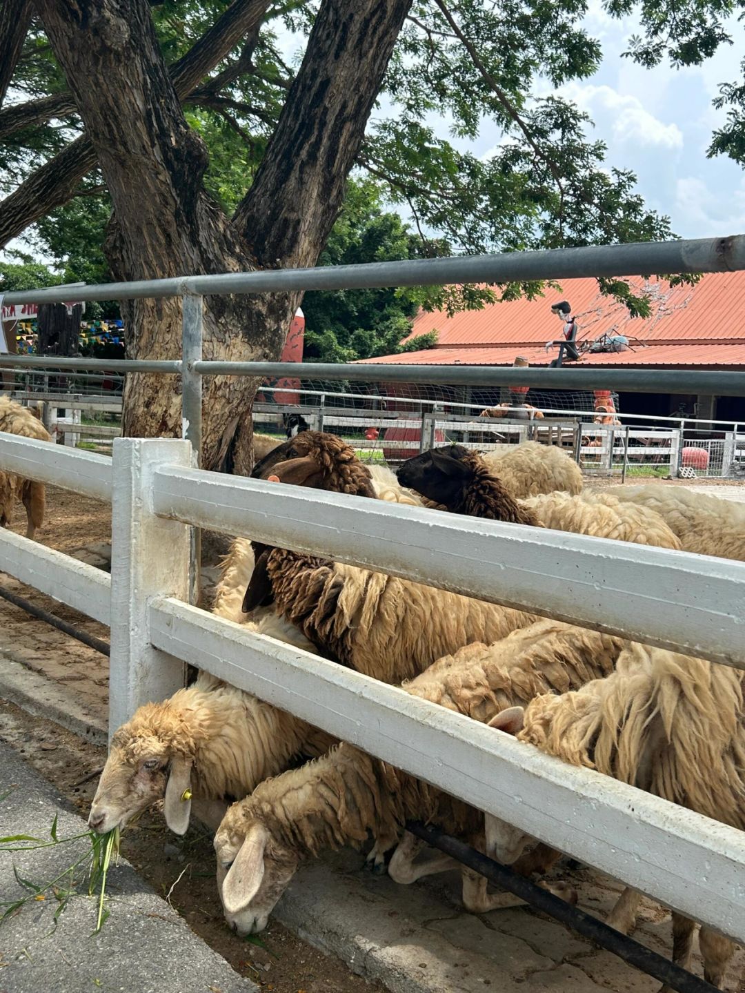 Hua Hin-Bangkok and Hua Hin Travel Guide (6 days and 5 nights), taste Thai wine at a winery