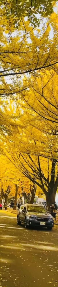 Ginkgo and maple leaves in Sapporo, 🍁Hokkaido, Japan, are like a colorful painting